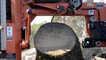 Heavy oak begins its journey through the mill