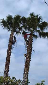 All kinds of towering trees tamed